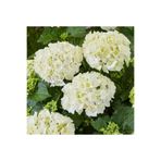 Serada Decor & Plant Bembeyaz Ortanca Çiçeği Fidanı, 30-60 cm, Saksılı, Hydrangea
