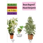 serada decor & plant Beyaz Alacalı Benjamin Bitkisi, Beyaz Begonvil, Itır Çiçeği Hediyeli, 3'lü Set