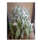 Serada Decor & Plant Beyaz Alacalı Telgraf Çiçeği, 10-15 cm Saksılı, Tradescantia Albiflora