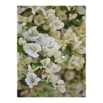 serada decor & plant Beyaz Begonvil Çiçeği, 30-55 cm, Tüplü, Çiçekli Bodur Bitki