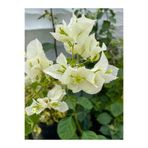 serada decor & plant Beyaz Begonvil Çiçeği, 30-60 cm, Tüplü Çiçekli Bodur Bitki