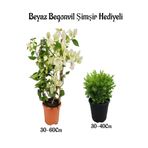serada decor & plant Beyaz Begonvil Çiçeği 30-60cm, Şimşir Çalı 30-40cm, 2li Set, Dış Mekan Bitkisi