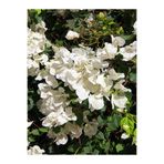 serada decor & plant Beyaz Begonvil Çiçeği Fidanı, 35-50 cm, Saksılı, Dış Mekan Sarmaşık Bitki