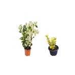 Serada Decor & Plant Beyaz Begonvil Çiçeği Fidanı + Altuni Taflan Çit Bitkisi 2'li Set, Çok Renkli