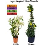 Serada Decor Plant Beyaz Begonvil Çiçeği Fidanı+Sarı Yasemin Fidanı 2'li Bahçe Peyzaj Seti