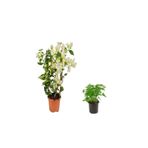 serada decor & plant Beyaz Begonvil + Itır Çiçeği 2'li Set, Dış Mekan Bitkisi