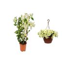 serada decor & plant Beyaz Begonvil, Sarı Petunya Çiçeği, Dekoratif Taş 2lt Peyzaj Seti