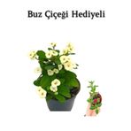 serada decor & plant Beyaz Çiçekli Buz Çiçeği Hediyeli, Tek Ebat