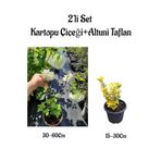 Serada Decor Plant Beyaz Kartopu Çiçeği Sarmaşığı+Altuni Taflan Saksılı 2'li Set Dış Mekan Bitkileri