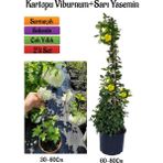 Serada Decor Plant Beyaz Kartopu Çiçeği (Viburnum)+Sarı Yasemin Çiçeği Fidanı 2'li Bahçe Seti