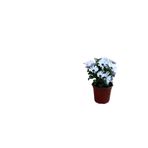 Serada Decor Plant Beyaz Kartopu(Viburnum) Çiçeği+Beyaz Bodrum Papatyası 2'li Peyzaj Seti
