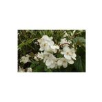 Serada Decor Plant Beyaz Katlı Begonya Çiçeği Fidanı 30 cm Saksılı
