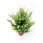 serada decor & plant Beyaz Kufeya Çiçeği, Cuphea Hyssopifolia, 20-40 cm, Saksılı Çiçekli Bodur Bitki