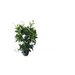 serada decor & plant Beyaz Mandevilla Çiçeği Saksılı, Kurdele Çiçeği Hediyeli, 30-50cm, Peyzaj Seti