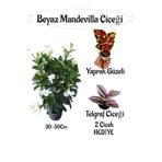 serada decor & plant Beyaz Mandevilla Çiçeği Saksılı, Yaprak Güzeli-Telgraf Çiçeği Hediyeli, 30-50cm