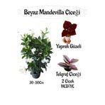 serada decor & plant Beyaz Mandevilla Çiçeği Saksılı, Yaprak Güzeli ve Telgraf Çiçeği Hediyeli, 30-50cm