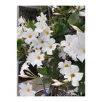 serada decor & plant Beyaz Mandevilla Sarmaşık Çiçek, 30-60 cm, Saksıda