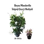 serada decor & plant Beyaz Mandevilla Telgraf Çiçeği, 30-50 cm, Helen Mini Saksı Hediyeli