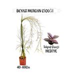 serada decor & plant Beyaz Mercan Çiçeği, 40-60 cm, Sakılı, Telgraf Çiçeği Hediye, Bahçe Teras Bitkisi