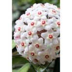 Serada Decor & Plant Beyaz Mum Çiçeği Hoya 10-15cm Yavru