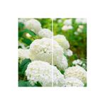 Serada Decor & Plant Beyaz Ortanca Çiçeği, 25-45 cm, Saksılı