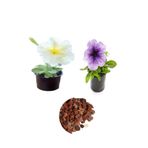 Serada Decor & Plant Beyaz Petunya, Açık Mor Petunya, Dekoratif Taş 3'lü Peyzaj Seti, Çok Renkli