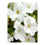 Serada Decor & Plant Beyaz Petunya Çiçeği, 10-20 cm, Tüplü Çiçekli Bodur Bitkiler