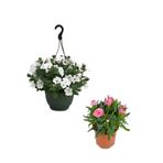 Serada Decor & Plant Beyaz Petunya Çiçeği (20-30 cm) + Pembe Karanfil (15-25 cm) 2'li Bahçe Peyzaj Seti