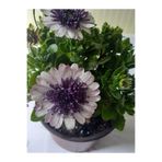 Serada Decor & Plant Bodrum Papatya Çiçeği, 35 cm Saksılı, Mor-Beyaz, Hediyelik Bitki