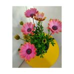 Serada Decor & Plant Bodrum Papatyası, 35-45cm, Bol Dallı, Saksılı, Mis Kokulu Çiçek
