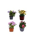 Serada Decor & Plant Bodrum Papatyası 4'lü Bahçe Çiçeği Seti, Mor+Sarı+Pembe+Kırmızı, Çok Renkli