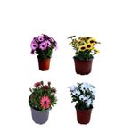 Serada Decor & Plant Bodrum Papatyası 4'lü Bahçe Çiçeği Seti, Pembe+Sarı+Kırmızı+Beyaz