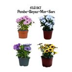 Serada Decor & Plant Bodrum Papatyası Bahar Çiçeği 4'lü Set, Pembe+Beyaz+Mor+Sarı