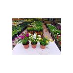 Serada Decor & Plant Bodrum Papatyası Çiçeği, 30 cm Saksılı, 3 Adet Farklı Renk