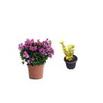 Serada Decor & Plant Bodur Mor Begonvil Çiçeği + Altuni Taflan 2'li Set Saksılı Dış Mekan Bitkisi