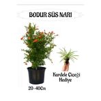 Serada Decor & Plant Bodur Süs Narı Fidanı Saksılı, 20-40 cm, Kurdele Çiçeği Hediyeli Bahçe Peyzaj Seti