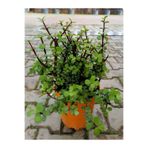 Serada Decor & Plant Bonsai Uyumlu Yenilebilir Yeşim Çiçeği Saksılı, 20-30cm, Portulacaria Afra, Yeşil