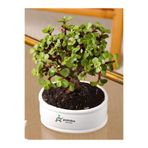 serada decor & plant Bonsai Uyumlu Yeşim Çiçeği (Portulacaria afra) Saksılı İç Mekan Ofis Çiçeği