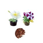 Serada Decor & Plant Bordo Beyaz Petunya, Beyaz Petunya, Dekoratif Taş 3'lü Peyzaj Seti