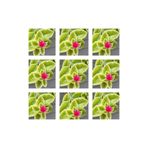 Serada Decor & Plant Buz Çiçeği, 25'li Set, 5-15 cm Tüplü, Mezar Yer Örtücü, Mesembryanthemum, Pembe