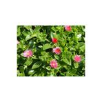 serada decor & plant Buz Çiçeği 45 Adet, Kırmızı Pembe, Mezarlık Kabir Çiçeği