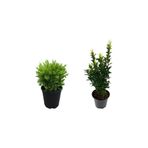 Serada Decor Plant Çalı Şimşiri Fidanı+Yeşil Taflan Çit Bitki Seti 2'li Bahçe Peyzaj Bitki Seti