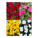 Serada Decor & Plant Cam Güzeli Çiçeği, 2'li Karışık Renk, 15-25 cm, Tüplü Çiçekli Bodur Bitkiler
