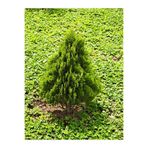 Serada Decor & Plant Çam Kokulu Leylandi, 30-50 cm, Saksılı Çit Bitkisi, Cupressocyparis Leylandii