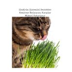 Serada Decor & Plant Canlı Filizli Kedi Çimi, 15-20 cm, Saksıda Hazır Kedi Otu