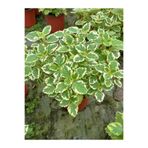 Serada Decor & Plant Canlı Formlu Kokulu Benjamin Çiçeği Saksılı, Plectranthus Forsteri, 10-20 cm, Çok Renkli