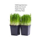 serada decor & plant Canlı Kedi Otu Saksı, Taze Filizli Kedi Çimi, 2 Adet Potta, Yeşil