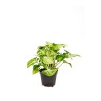 serada decor & plant Canlı Melek Kanadı Çiçeği Saksılı, 20-40cm, İç Mekan Sarmaşık Bitki