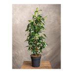serada decor & plant Canlı Parlak Yeşil Benjamin Çiçeği, 40-60 cm, 1 Adet Saksılı