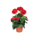 serada decor & plant Canlı Saksılı Sardunya Çiçek Fidanı, Kırmızı, 10-20 cm